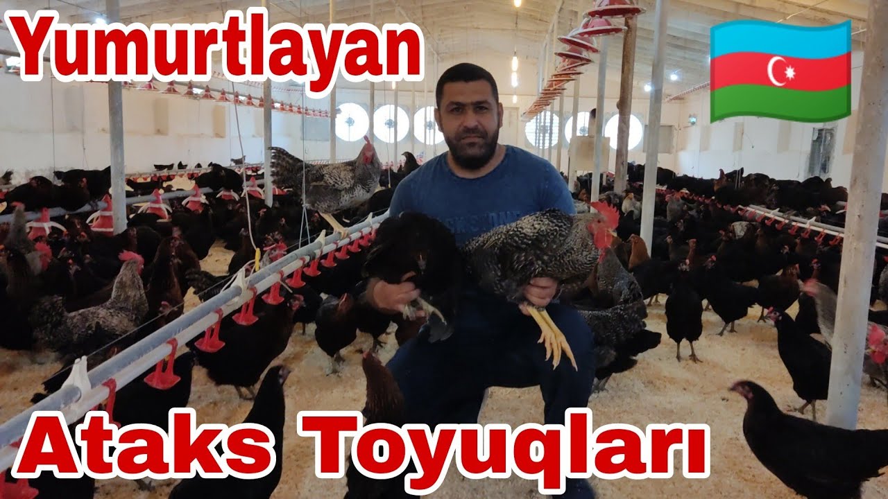 Ataks yumurtlayan toyuqları