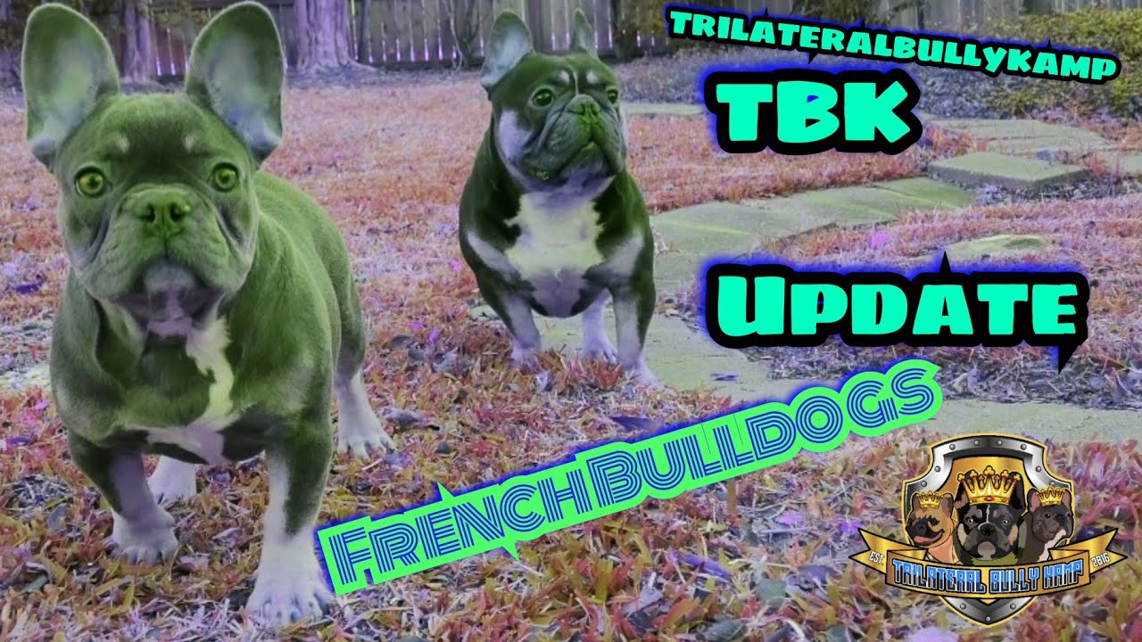 French bulldog (Lou Ferrigno up for stud) TBK update