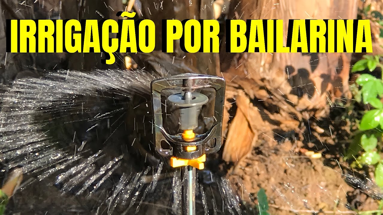 Banana irrigada por bailarina: Como montar.