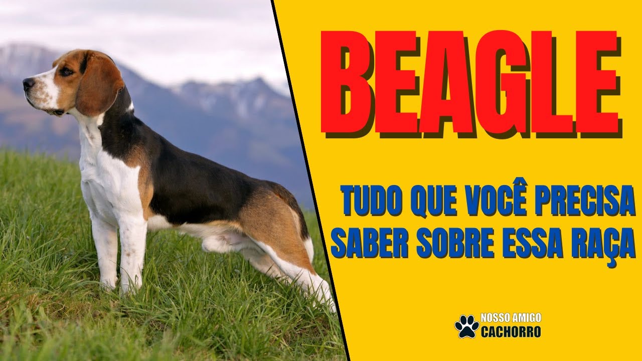 BEAGLE - TUDO QUE VOCÊ PRECISA SABER SOBRE A RAÇA BEAGLE (GUIA COMPLETO)
