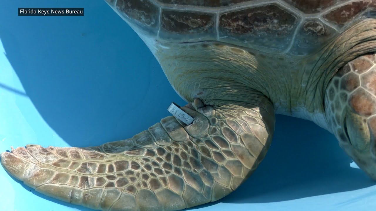 Tour de Turtles