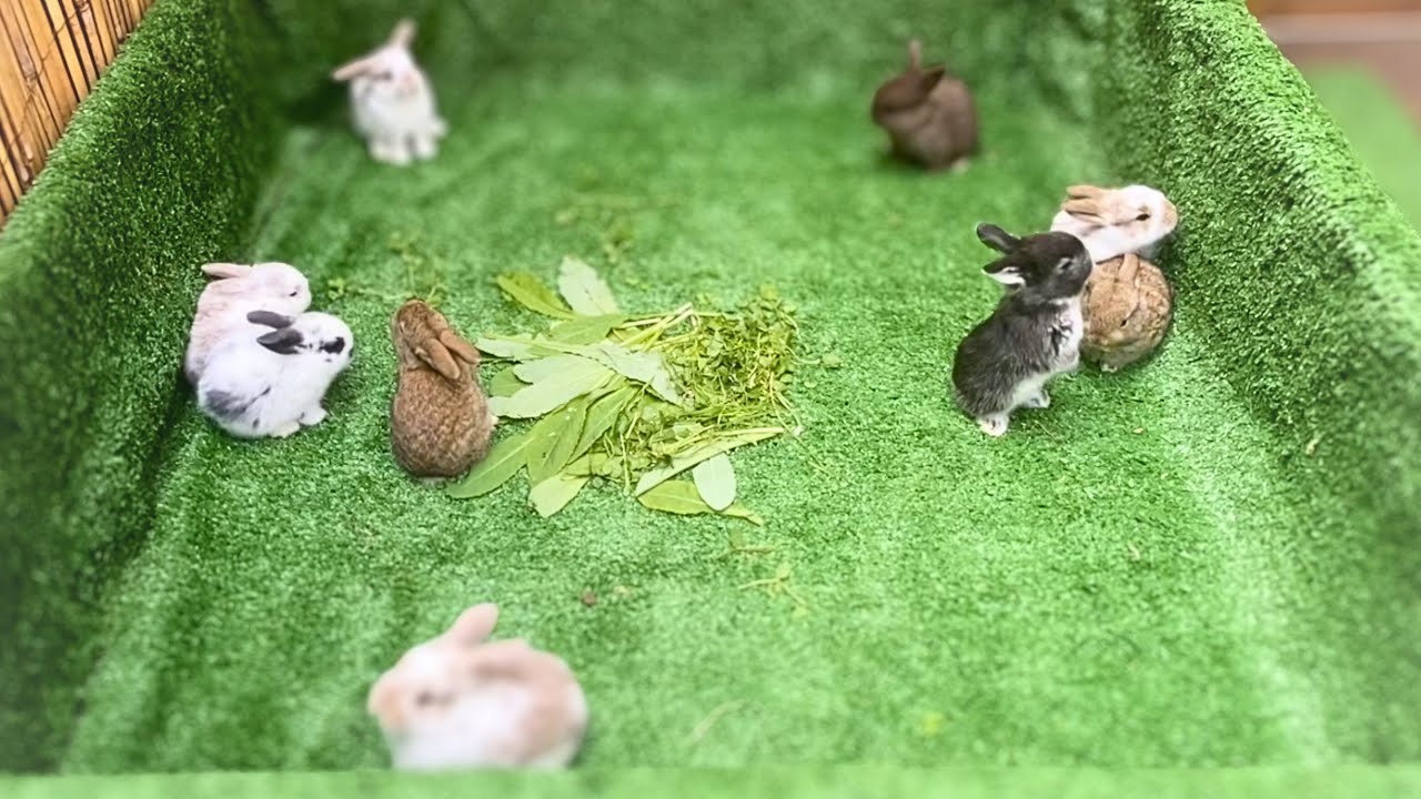 Super Cute and Playful Baby Bunnies! | Peaceful & No Background Music