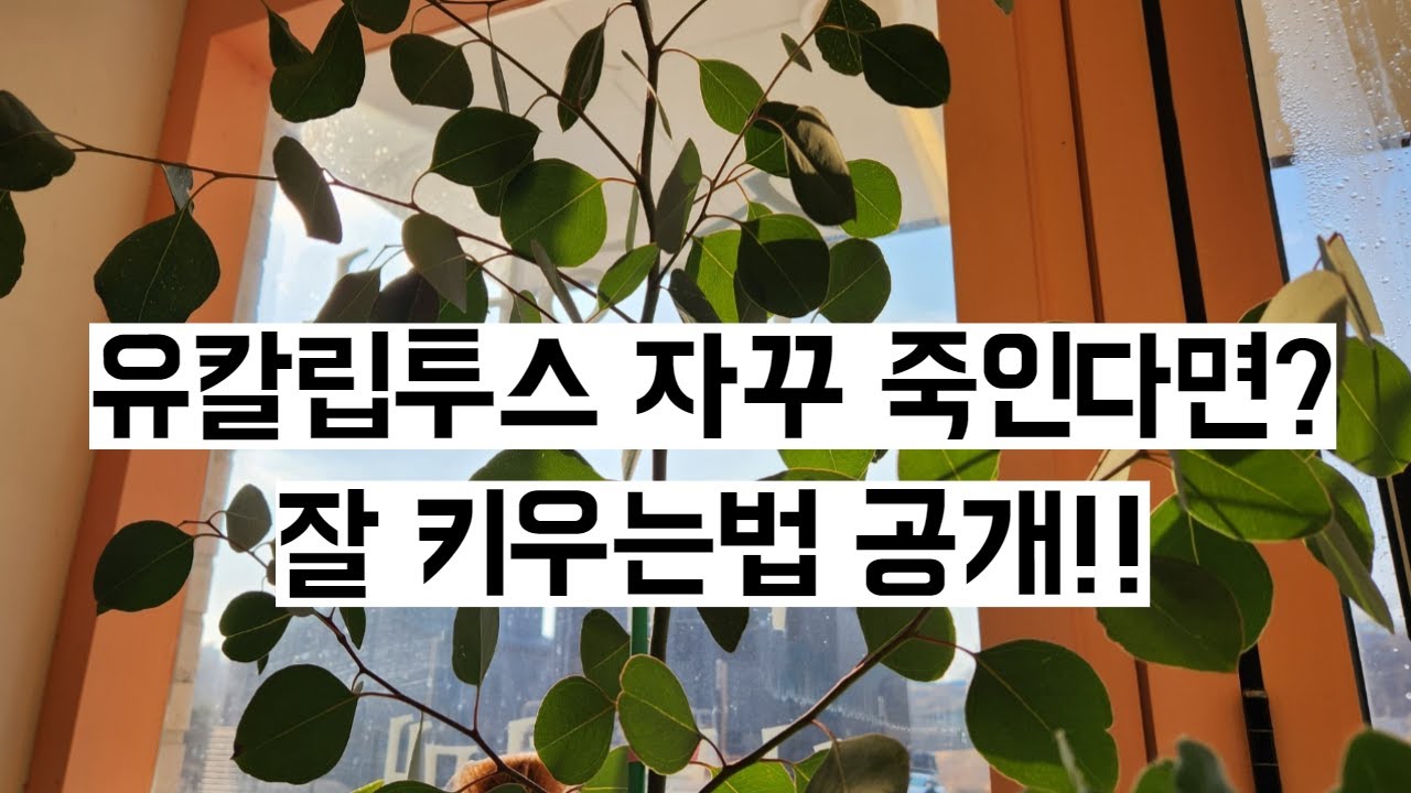 유칼립투스 키우는법/ 실내에서 키우기 분갈이 물주기/ 잎마름 대처/ 가지치기