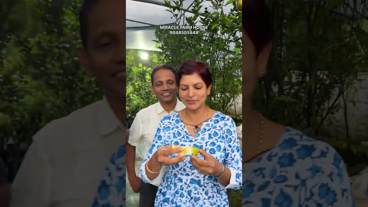 ഏതു ചൂടിലും കുലച്ചു കായ്ക്കുകയും ധാരാളം മധുരം തരുകയും ചെയ്യുന്ന ഒരു വെറൈറ്റി ആണ് ബാരി സ്വീറ്റ്….