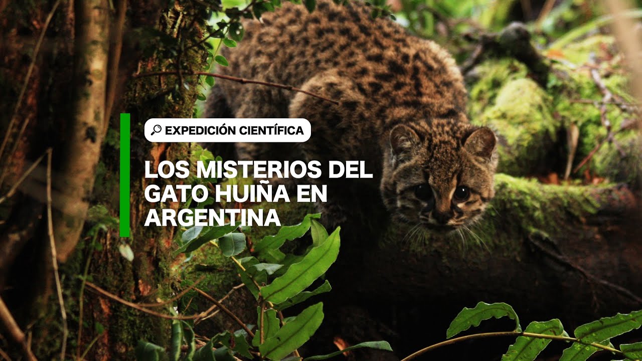 #ExpedicionesCient&iacute;ficas: Los misterios del gato hui&ntilde;a en Argentina