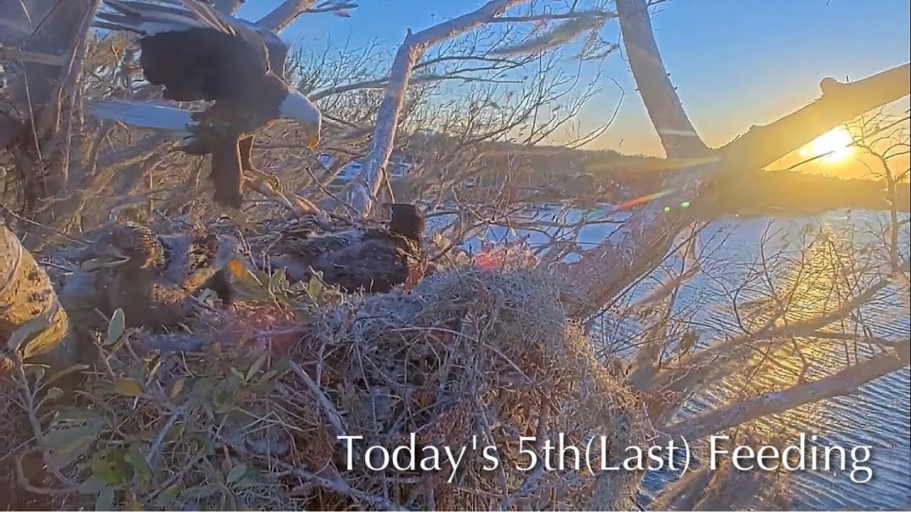 #304🦅🐥44°🐥39°／Winter Park Eagle Nest 2026／Against All Odds:One-Eyed Mom／Wink💗Atlas