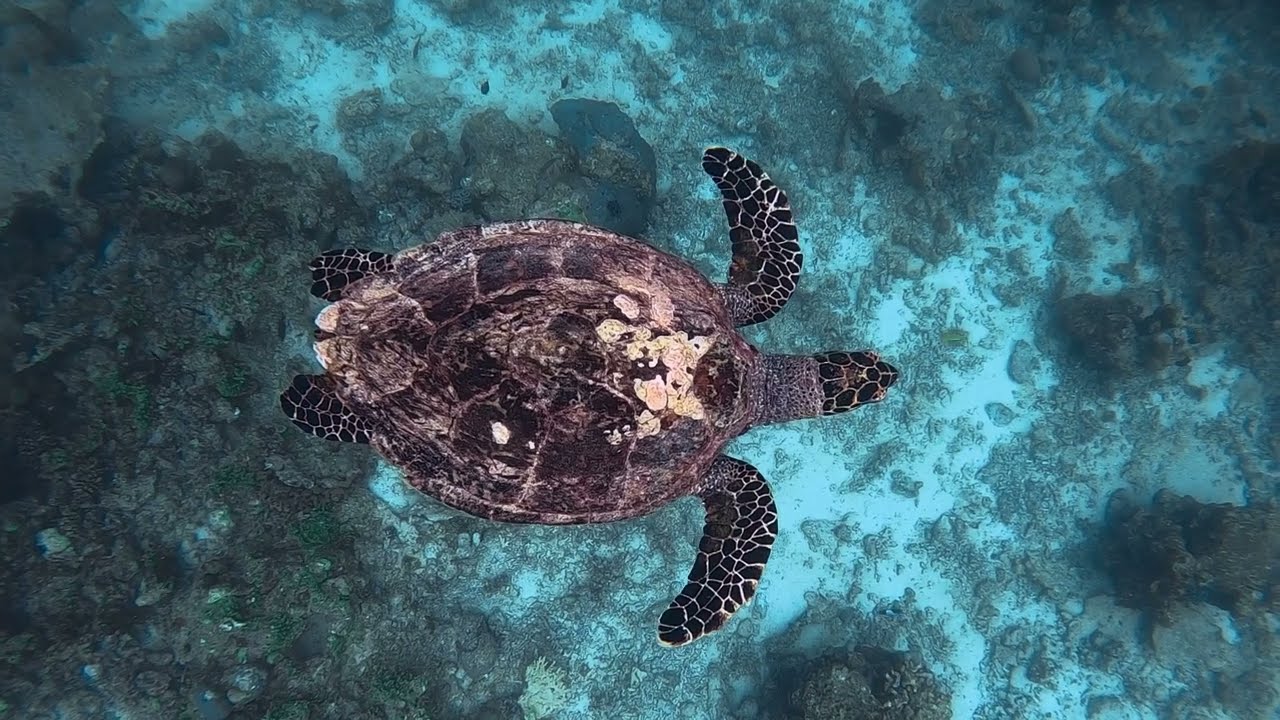Olive Ridley Project : Protecting Sea Turtles & Their Habitats