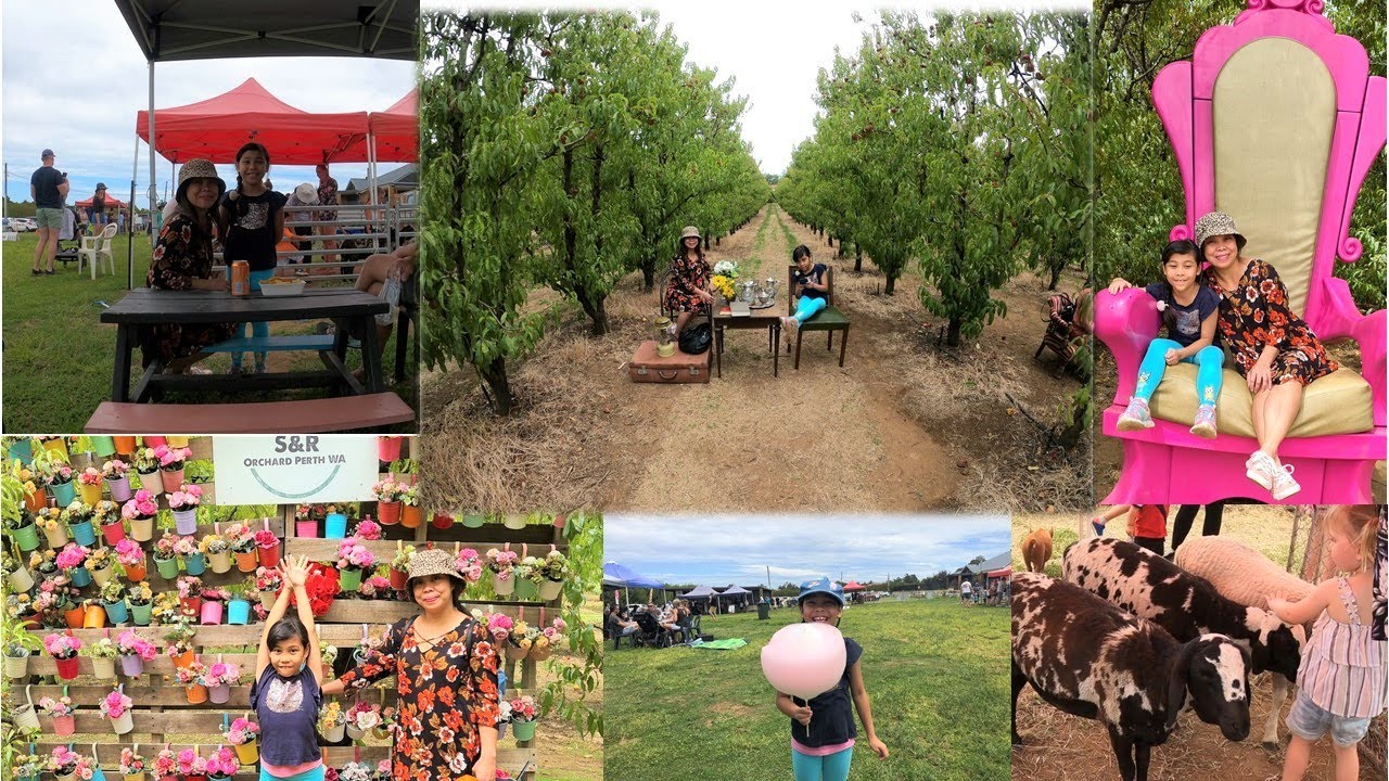 FRUIT PICKING/ S&R Orchard Perth/ WESTERN AUSTRALIA