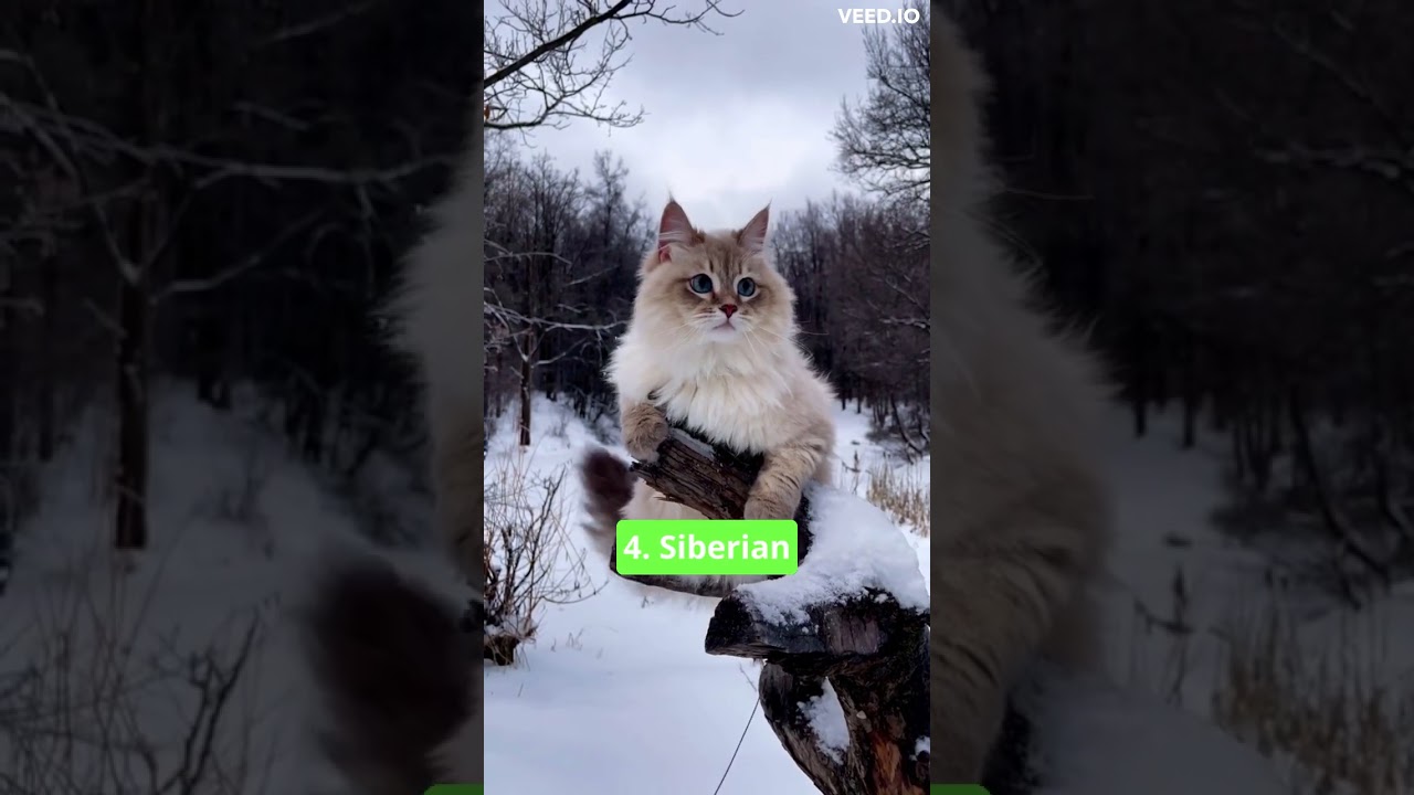 The Top 5 Fluffiest Cat Breeds In The World! Get Ready To Aww! #shorts #fluffyanimals #cat