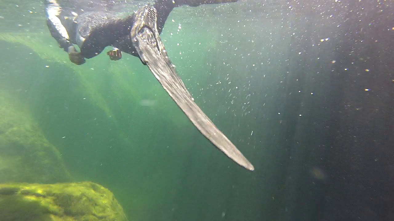 buceo en la compuerta 1