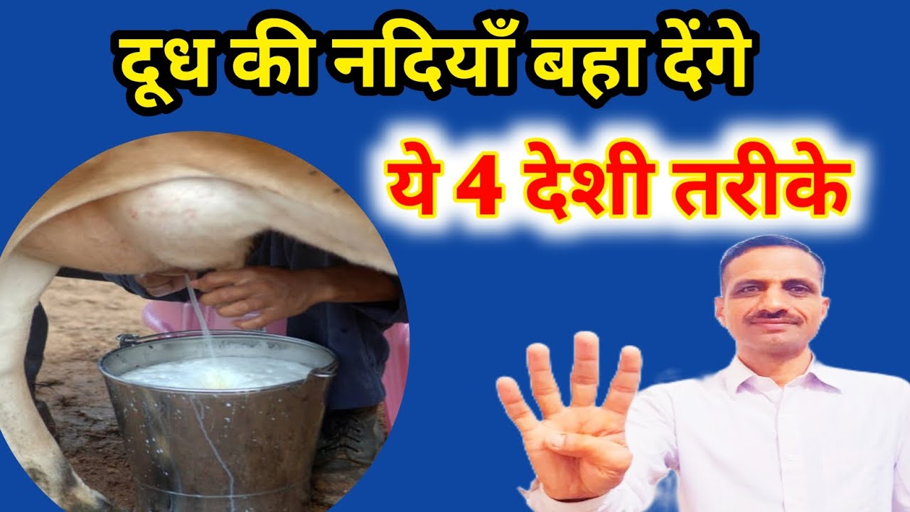 गाय-भैस का दूध  कैसे बढ़ाए घरेलु नुस्खे। Bhans ka doodh kase bdhaen👌#milk#animals #cattle#farming✅️🥛