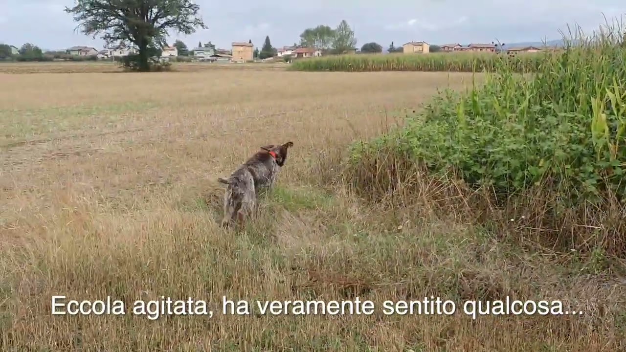 Florcita Quadrone