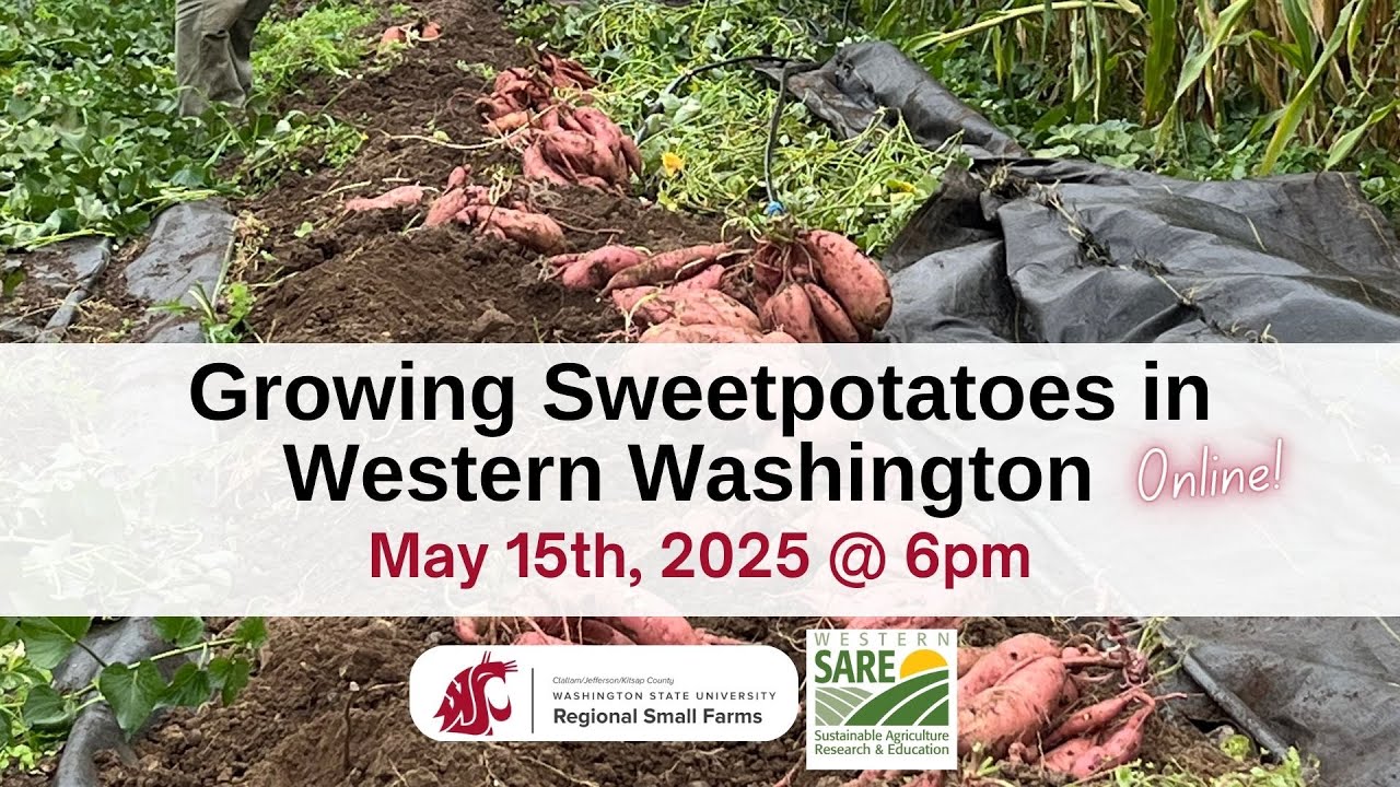 Growing Sweetpotatoes in Western Washington 2025