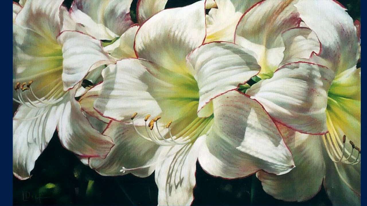 Lyn Diefenbach