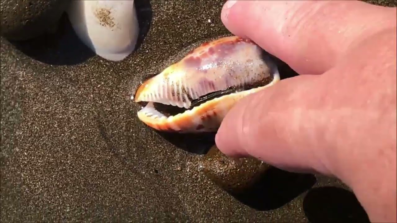 What’s Hidden in the Sand? 🐚 A Quick & Lucky Beach Walk!