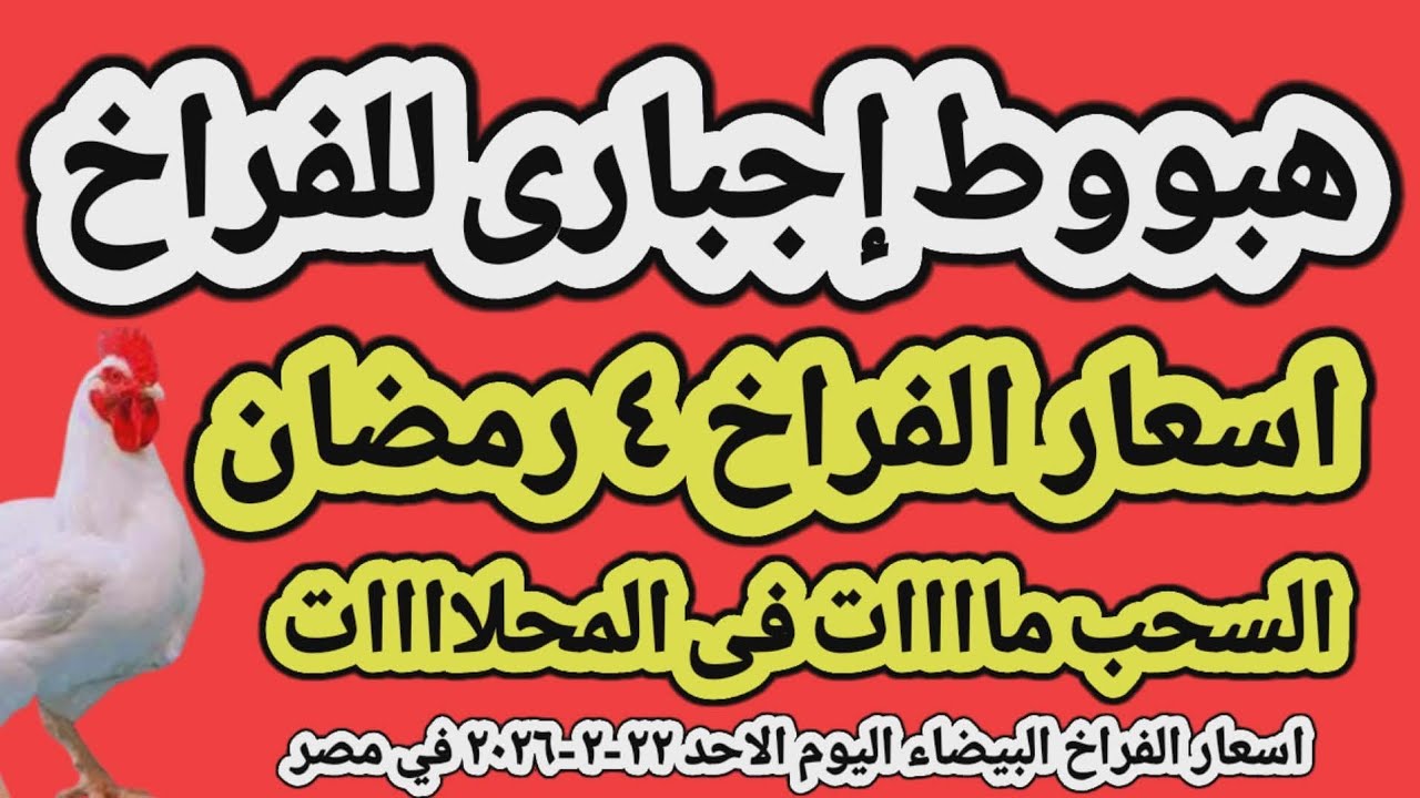 اسعار الفراخ البيضاء اليوم/ سعر الفراخ البيضاء اليوم الاحد ٢٢-٢-٢٠٢٦ في مصر جمله وقطاعي