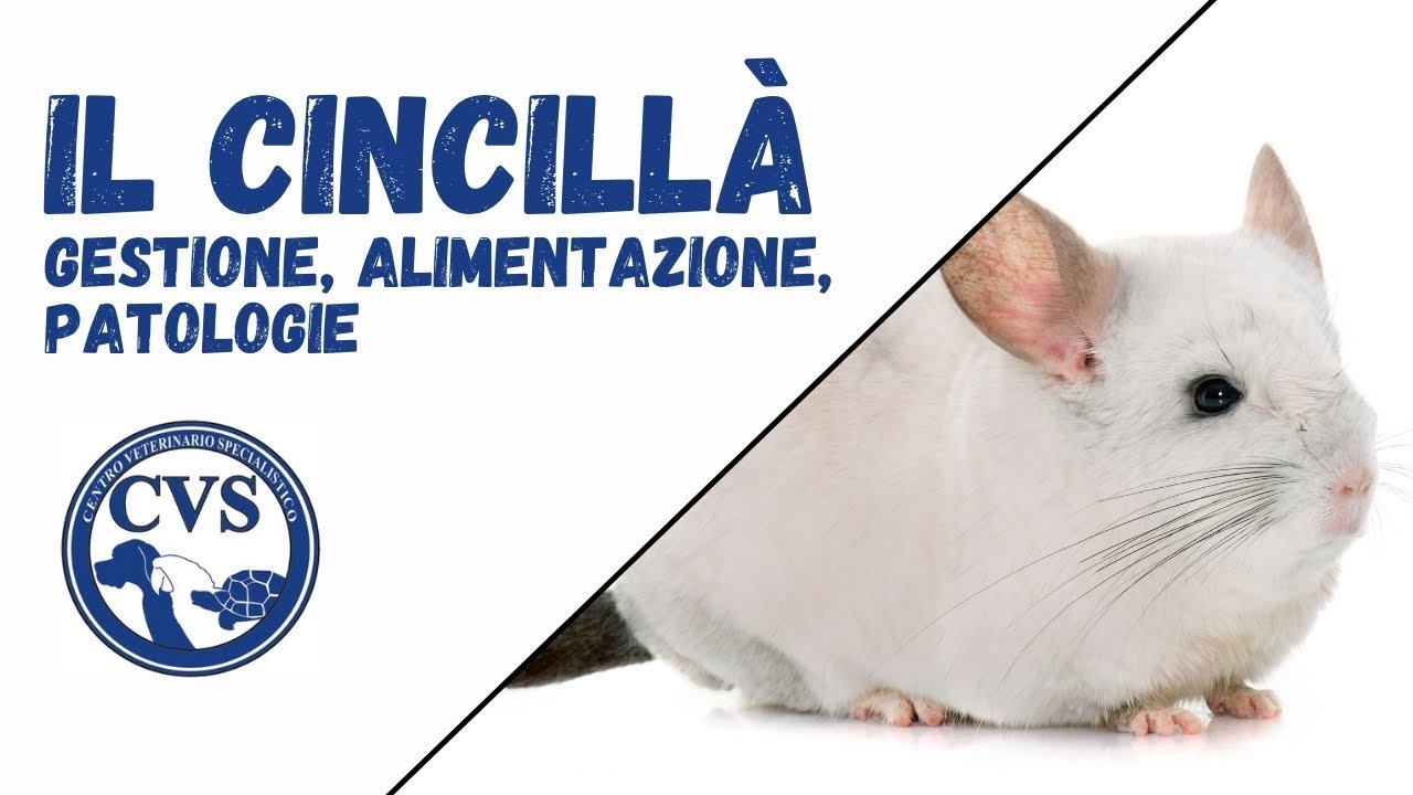 Il Cincillà; Gestione, Alimentazione, Patologie, Prevenzione. 