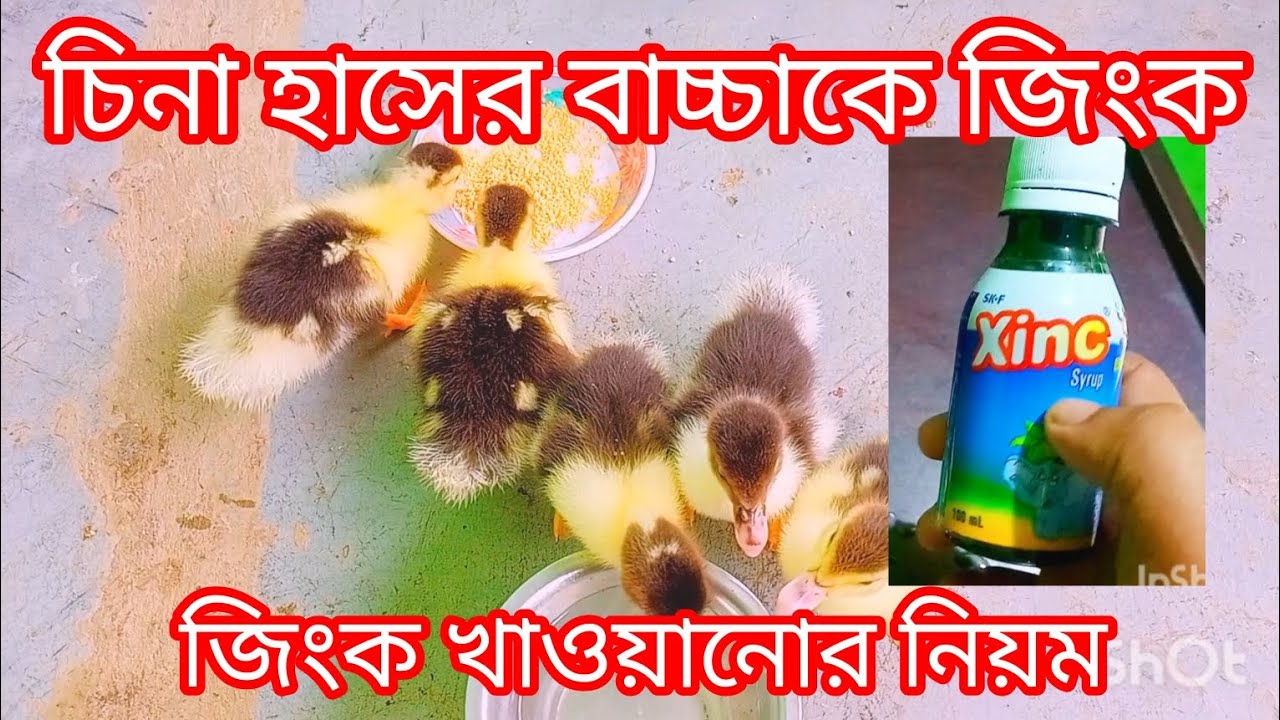 চিনা হাসের বাচ্চাকে কোন জিংক খাওয়াবেন। জিংক খাওয়ানোর নিয়ম।Alif Agro