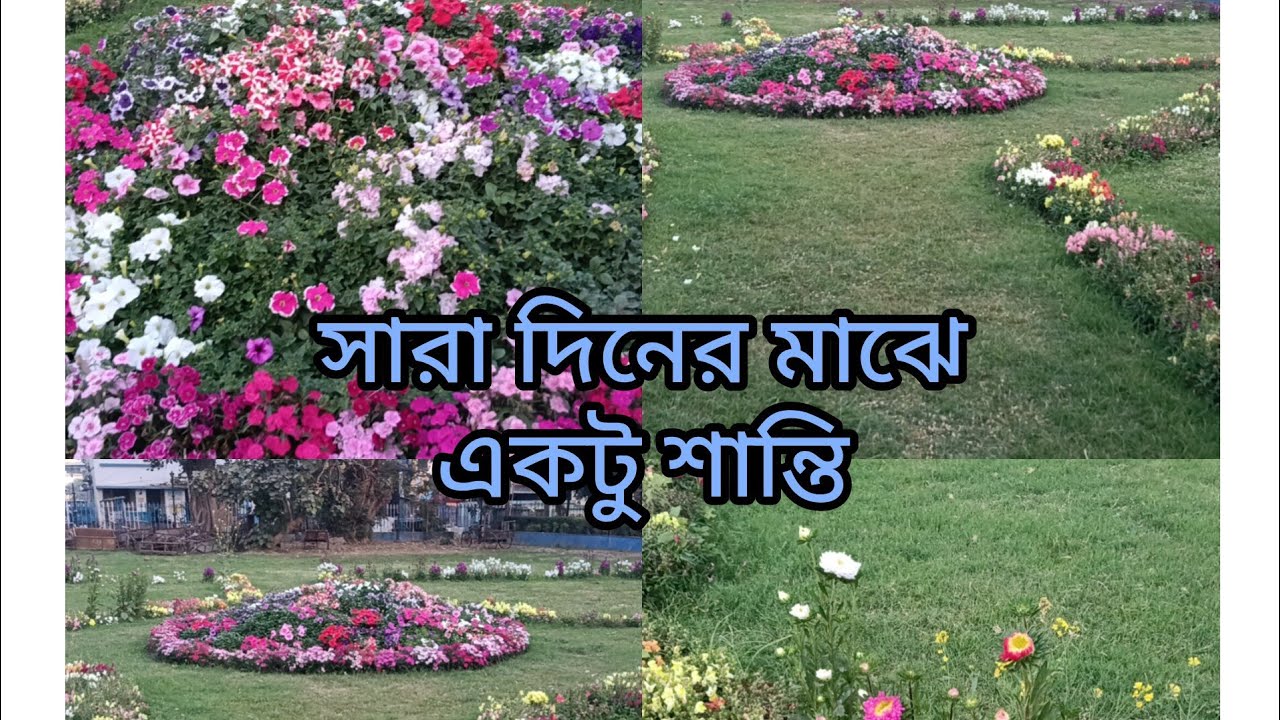 ফুলের দেশে গিয়ে ফুলের মতন মনটা করে নিয়েছি। তোমরাও আসো আমার সাথে।#best#phool#gulab#Anand
