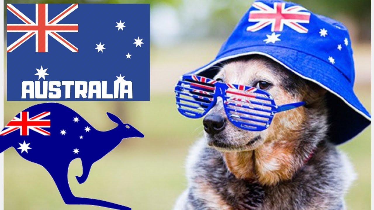 AUSTRALIA Locul Unde Paianjenul NU E PRIETENUL Tau  4k