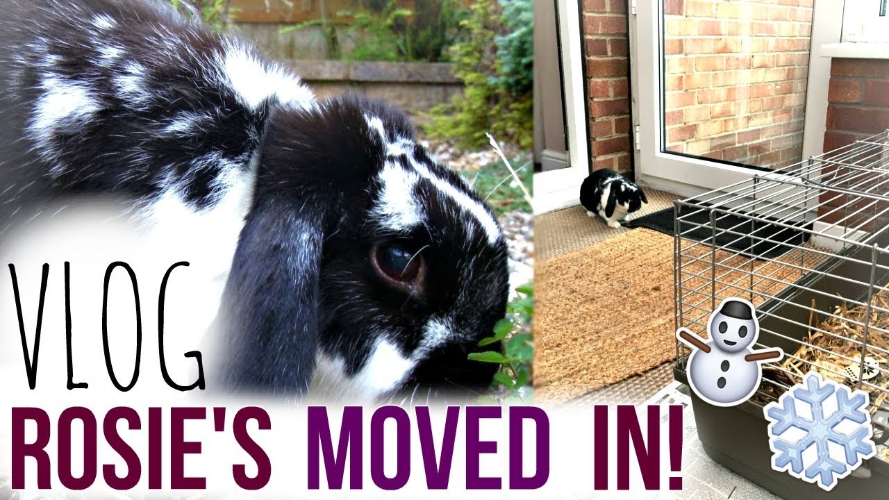 VLOG | Rosie's Moved In!! Winter Set-Up Tour & Routine | RosieBunneh
