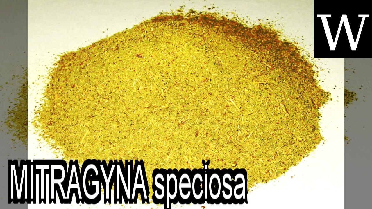 MITRAGYNA speciosa - WikiVidi Documentary