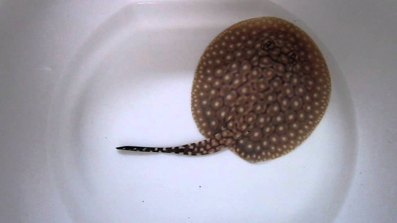 F3 P14 Galaxy Stingray Female - 08142012
