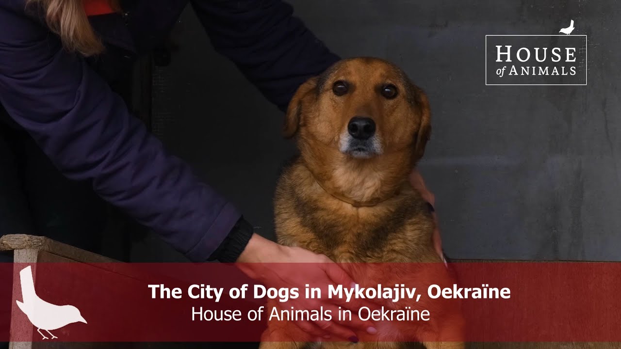 The City of Dogs in Mykolajiv, Oekraïne - House of Animals