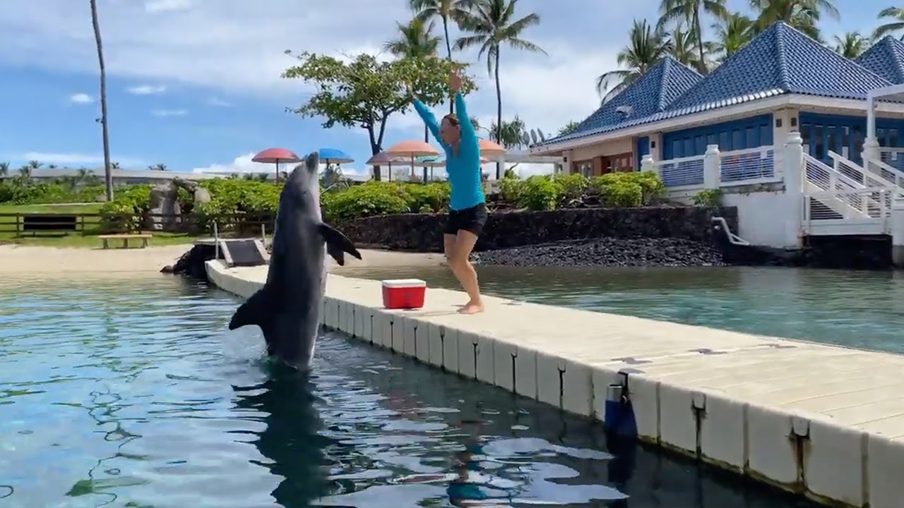 Virtual Workout with Nahele the Dolphin - Dolphin Quest Hawaii