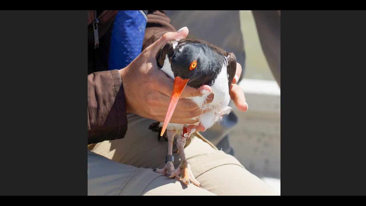 The American Oystercatcher Study