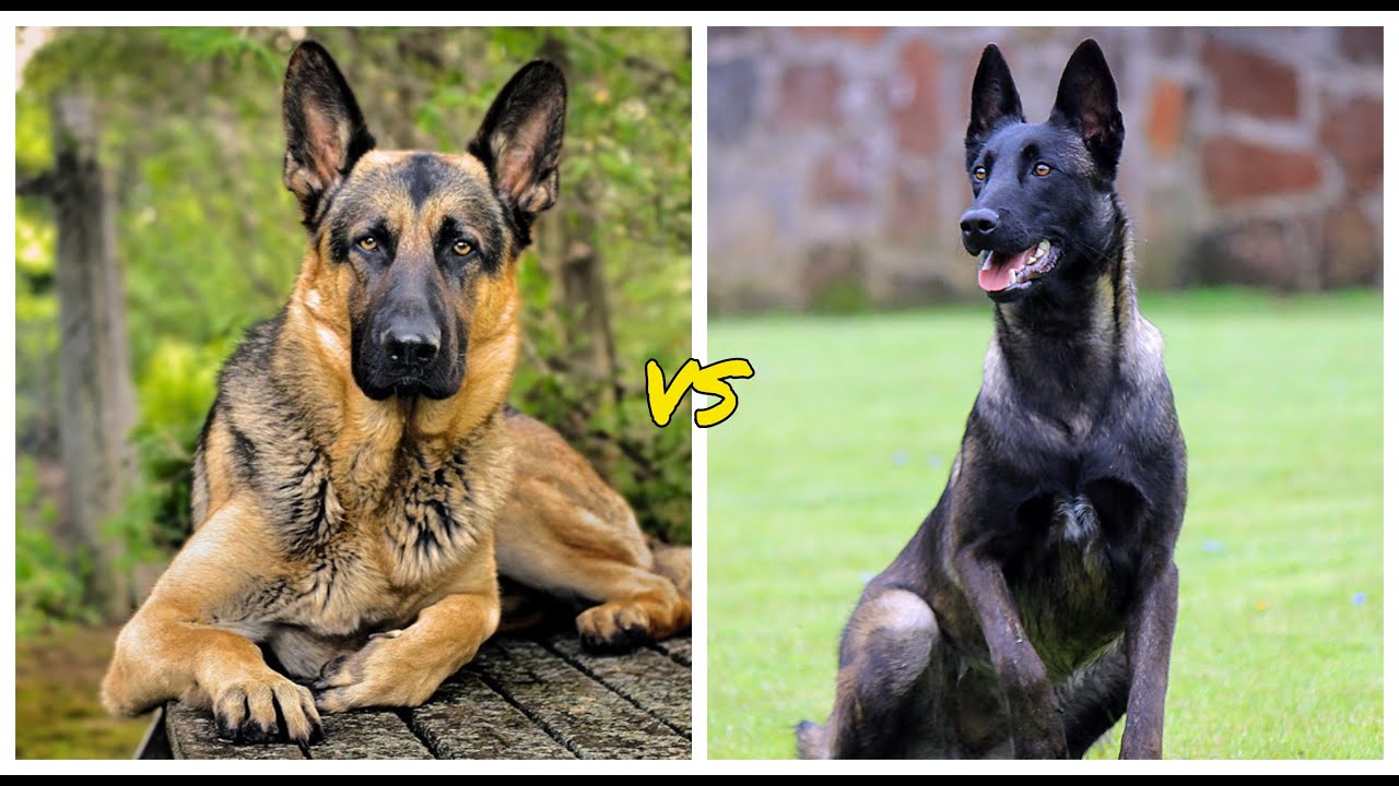 Pastor alemán vs Pastor belga ¿cual es mas PODEROSO?