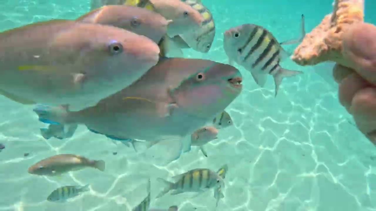 Scuba Diving U.S virgin islands 