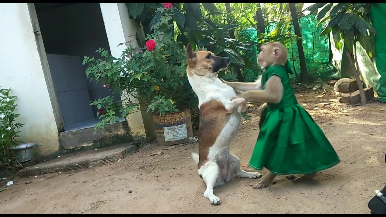 YaYa Surprise Meets Kindly Dog Phim Welcoming Warmly