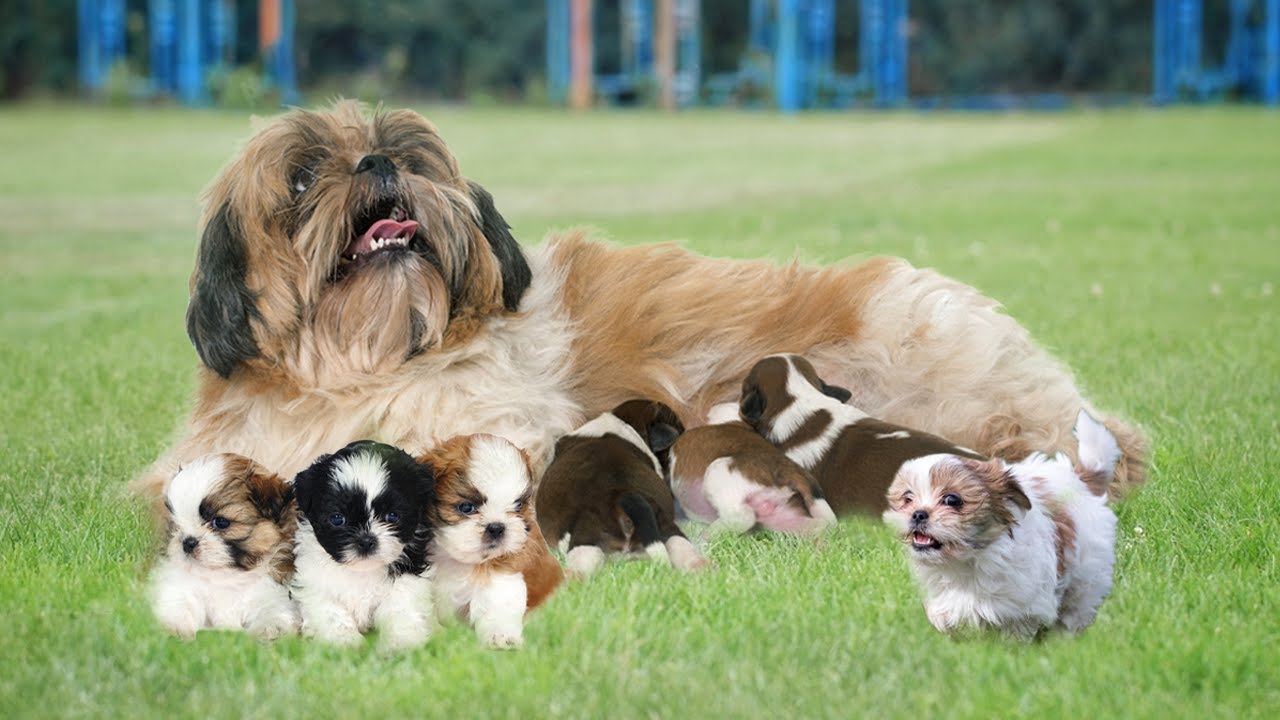 Mommy Shih Tzu Giving Birth To Many Cute Puppies At Home
