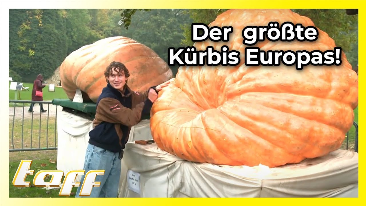 Der Kürbis-King: Stolze 1052 Kilo bringt der größte Kürbis Europas auf die Waage