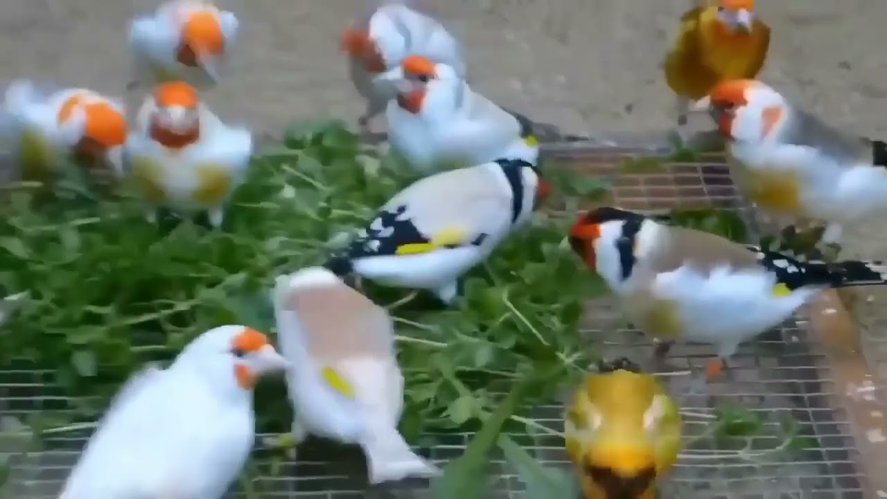 Que pasada de ejemplares