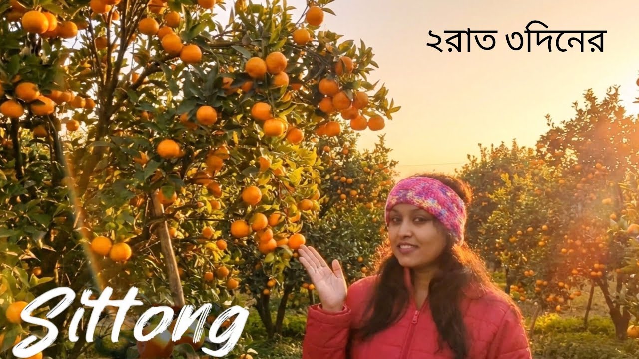 Sittong 2025 | Orange Garden Sittong | Ahaldara view point | Jogighat | Mangpu| Namting Pokhri|