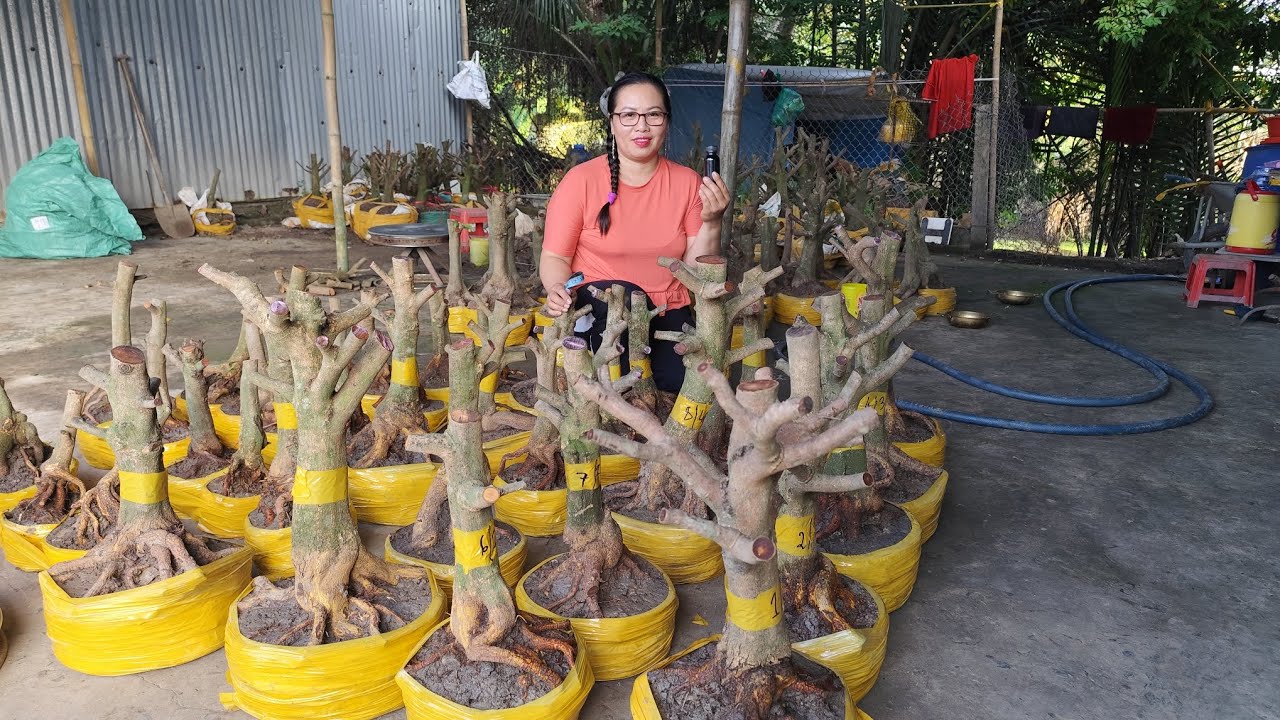 3/3.Dung.0383519488.Gl lô mai vàng giảo hạt thủ đức giá siêu rẻ em Dung kính mời 