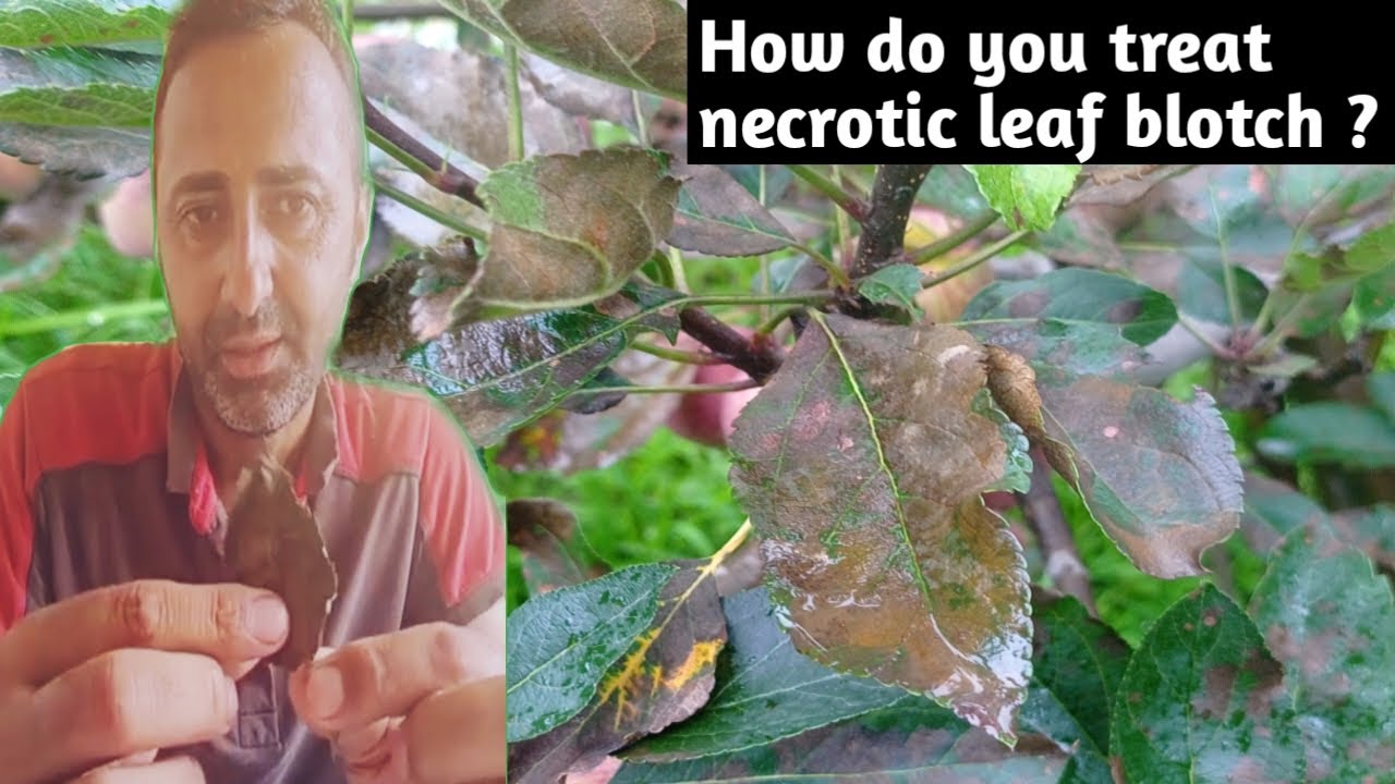 Best Fungicide necrotic leaf blotch treatment पत्तियों को कैसे बचाए ? क्या है इसका इलाज