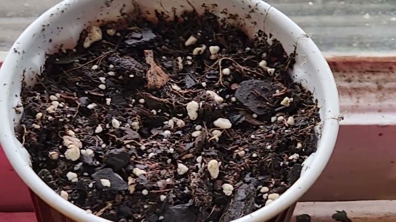 How to grow weed. More 🌱  UPDATE!! Cali Connection autos, Purple Crack 🪴 🪴 🪴