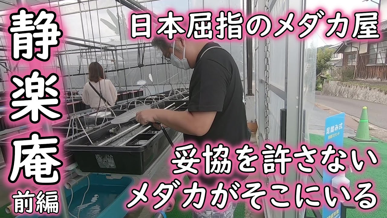 【めだか】メダカ屋訪問　静楽庵　前編　Ｂ型おやじ