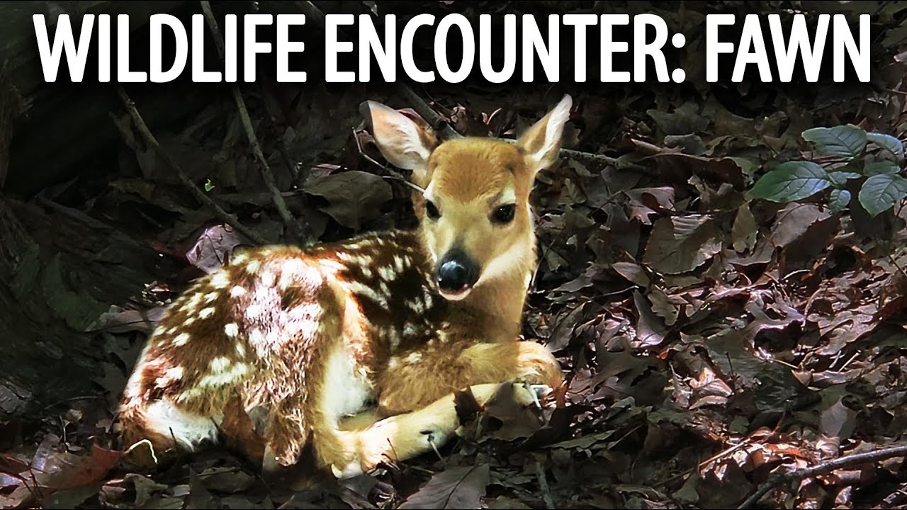 Dogs vs. Fawn: Watch 5 Elkhounds handle a wildlife encounter