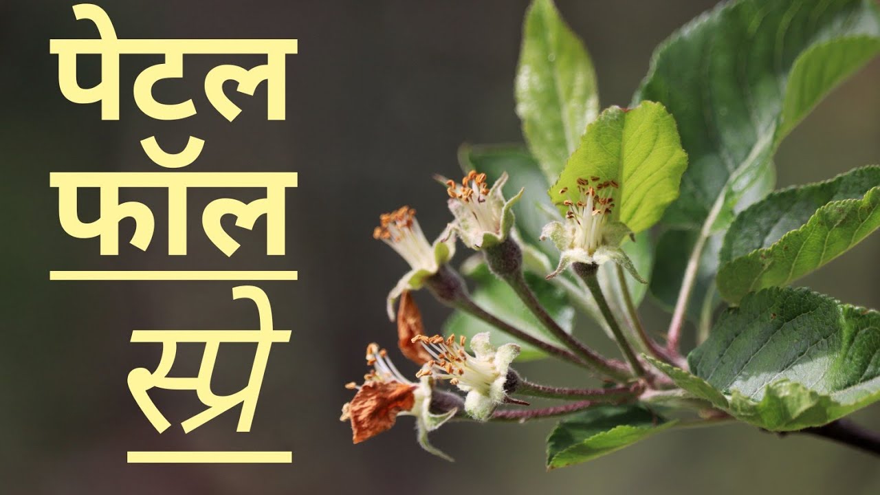 Petal Fall Spray Schedule 2020 | Petal Fall main kon sa spray kren| By Dr. Anit UHF Nauni Solan |