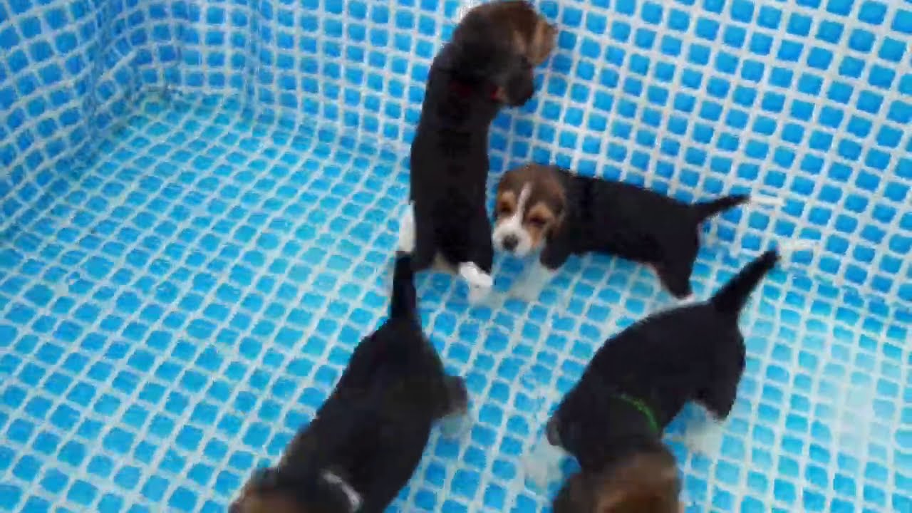 Beagle Puppy Water Training