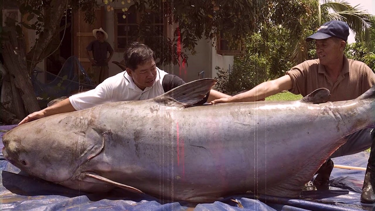 15 Biggest Fish Ever Caught