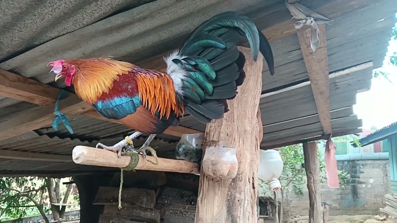 #ไ่ก่ต่อ#qaib dib zoo nkauj 