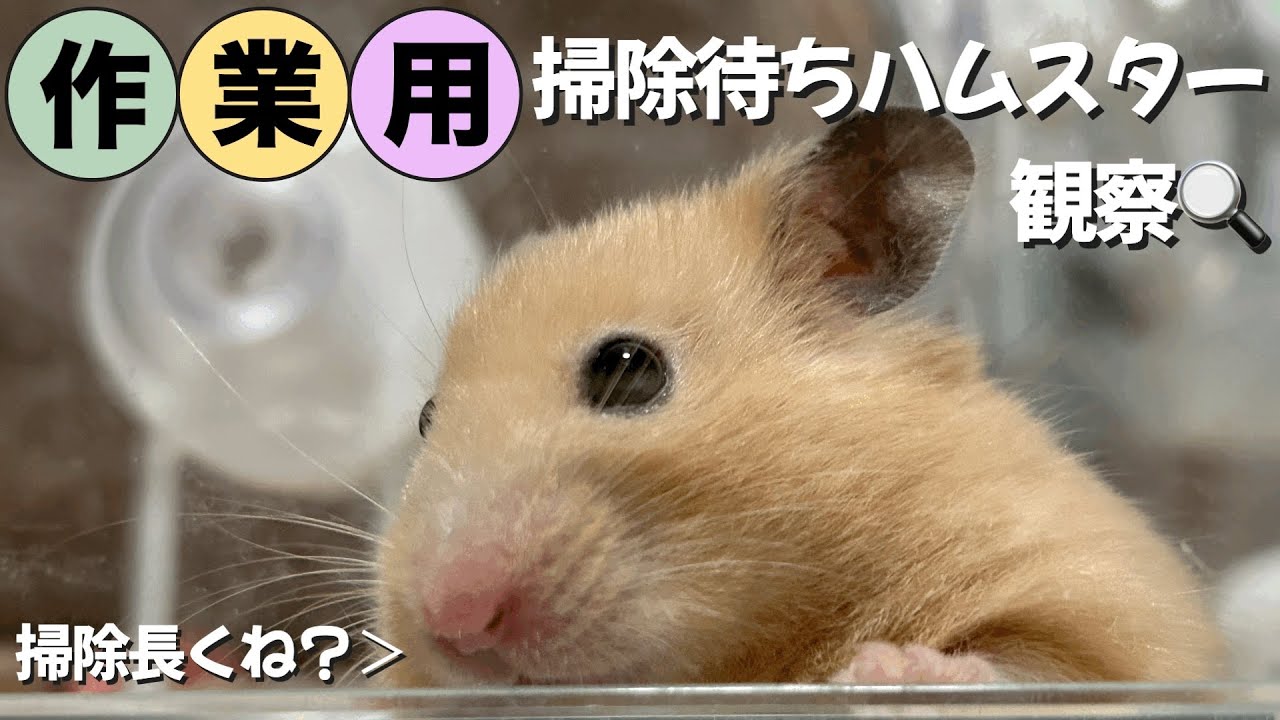 【作業用動画/疲れた時などの癒しに】掃除待ちのハムスターを観察してみると…