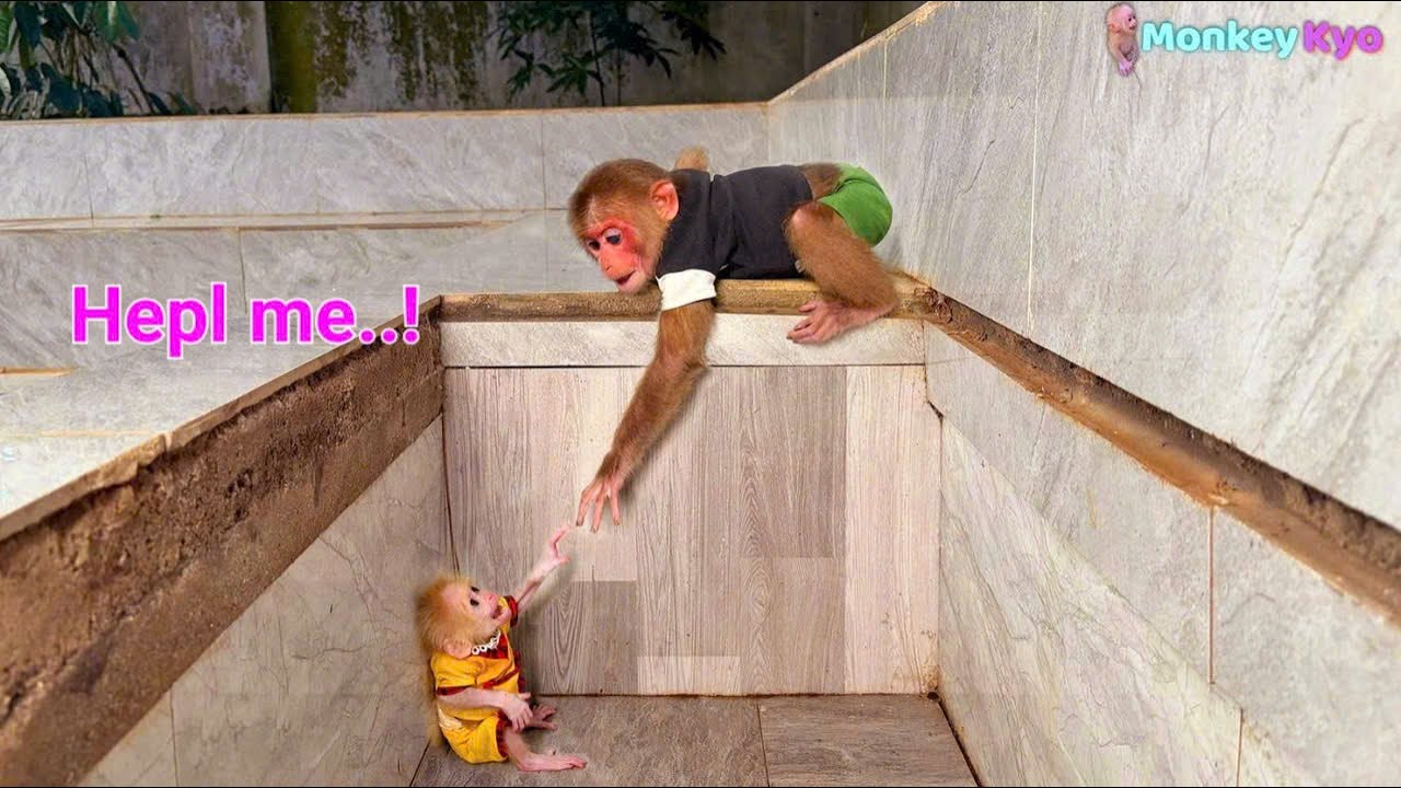 Super Smart! How Did Monkey Kyo Rescue Little Monkey BuNa from the Deep Pit?