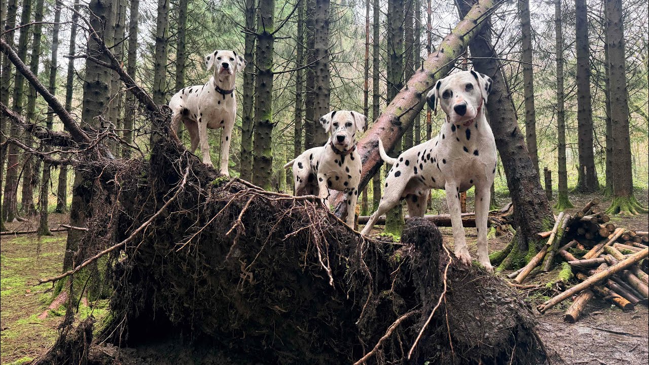 Puppy walk