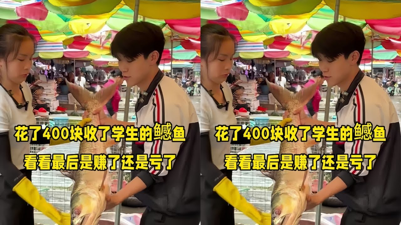 花400元收了学生拉来的鳡鱼，看看最后卖完是赚还是亏？